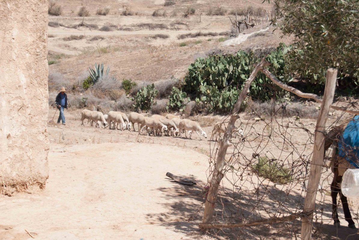 berber shepherd